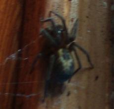 Amaurobius sp.